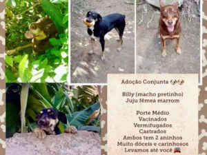 Cachorro raça SRD-ViraLata idade 2 anos nome Juju/Bily