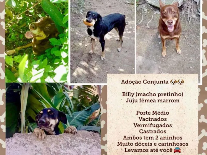 Cachorro ra a SRD-ViraLata idade 2 anos nome Juju/Bily