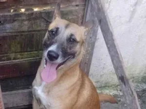 Cachorro raça SRD-ViraLata idade 1 ano nome Rocco 