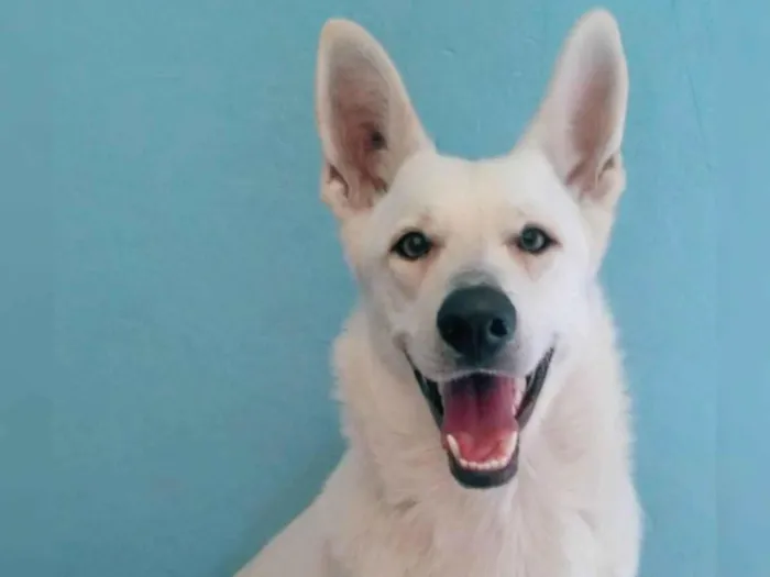 Cachorro ra a Pastor Alemão idade 5 anos nome Nina