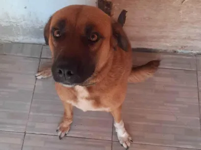 Cachorro raça SRD-ViraLata idade 1 ano nome Mila