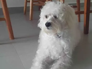 Cachorro raça Poodle idade 4 anos nome Pipoca