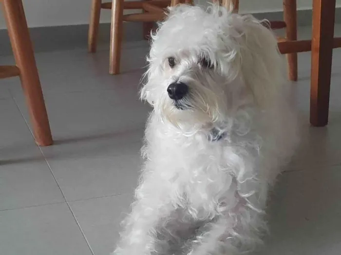 Cachorro ra a Poodle idade 4 anos nome Pipoca