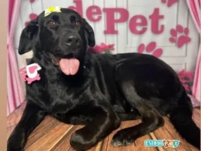 Cachorro raça Labrador idade 5 anos nome Pantera