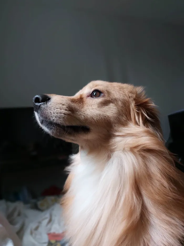 Cachorro ra a SRD-ViraLata idade 1 ano nome Duque