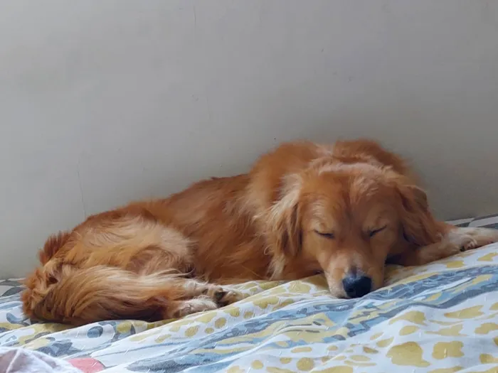 Cachorro ra a SRD-ViraLata idade 1 ano nome Duque