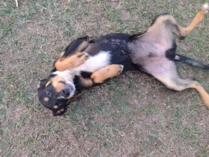 Cachorro raça SRD-ViraLata idade 2 a 6 meses nome Lulu