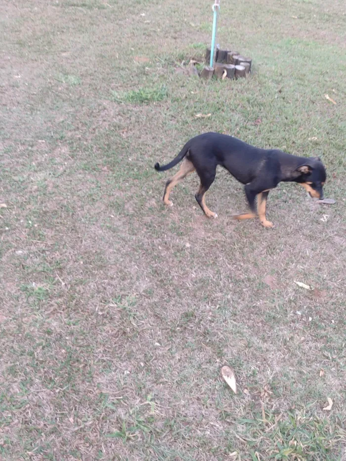 Cachorro ra a SRD-ViraLata idade 2 a 6 meses nome Lulu