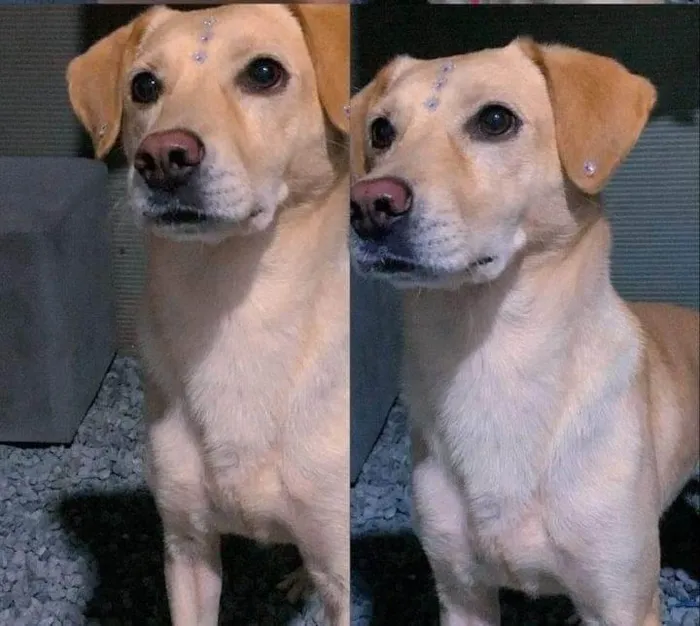 Cachorro ra a Labrador idade 4 anos nome Nina