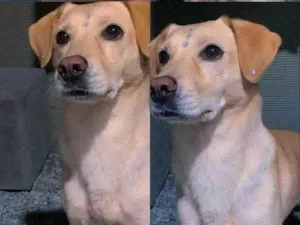 Cachorro raça Labrador idade 4 anos nome Nina