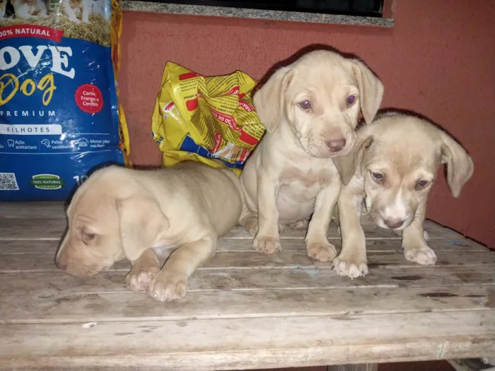 Cachorro ra a SRD-ViraLata idade 2 a 6 meses nome Kyra, Jade e Zara. 