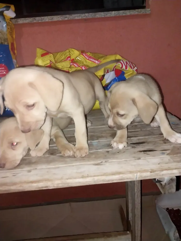 Cachorro ra a SRD-ViraLata idade 2 a 6 meses nome Kyra, Jade e Zara. 