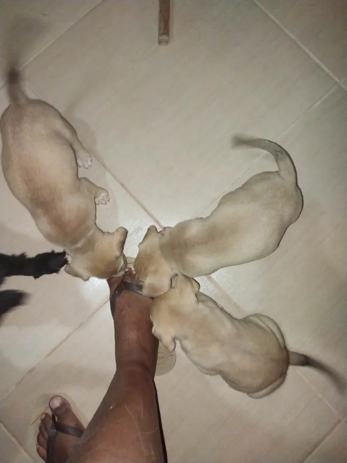 Cachorro ra a SRD-ViraLata idade 2 a 6 meses nome Kyra, Jade e Zara. 