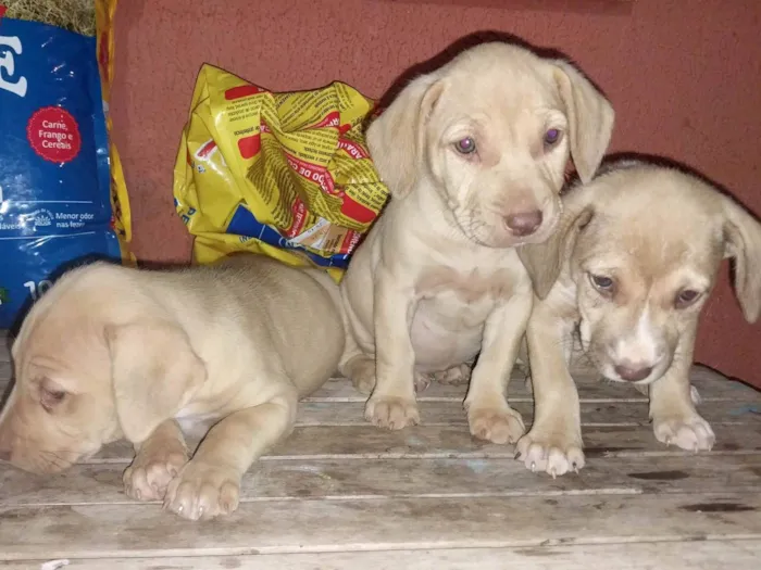 Cachorro ra a SRD-ViraLata idade 2 a 6 meses nome Kyra, Jade e Zara. 