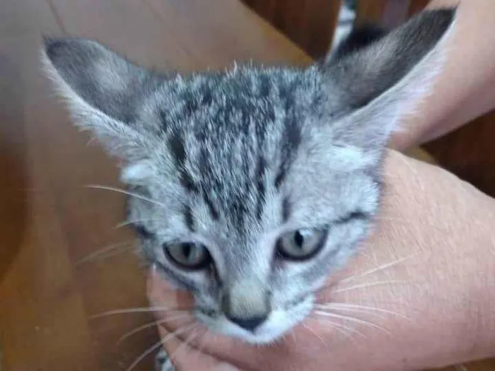 Gato ra a SRD-ViraLata idade Abaixo de 2 meses nome Belinha