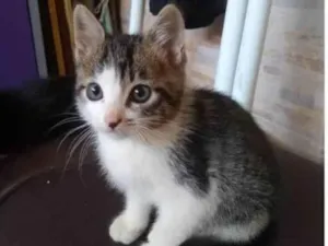 Gato raça SRD-ViraLata idade 2 a 6 meses nome Estrela/ Pingo