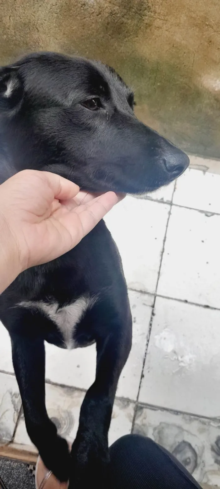 Cachorro ra a SRD-ViraLata idade 2 anos nome Princesa