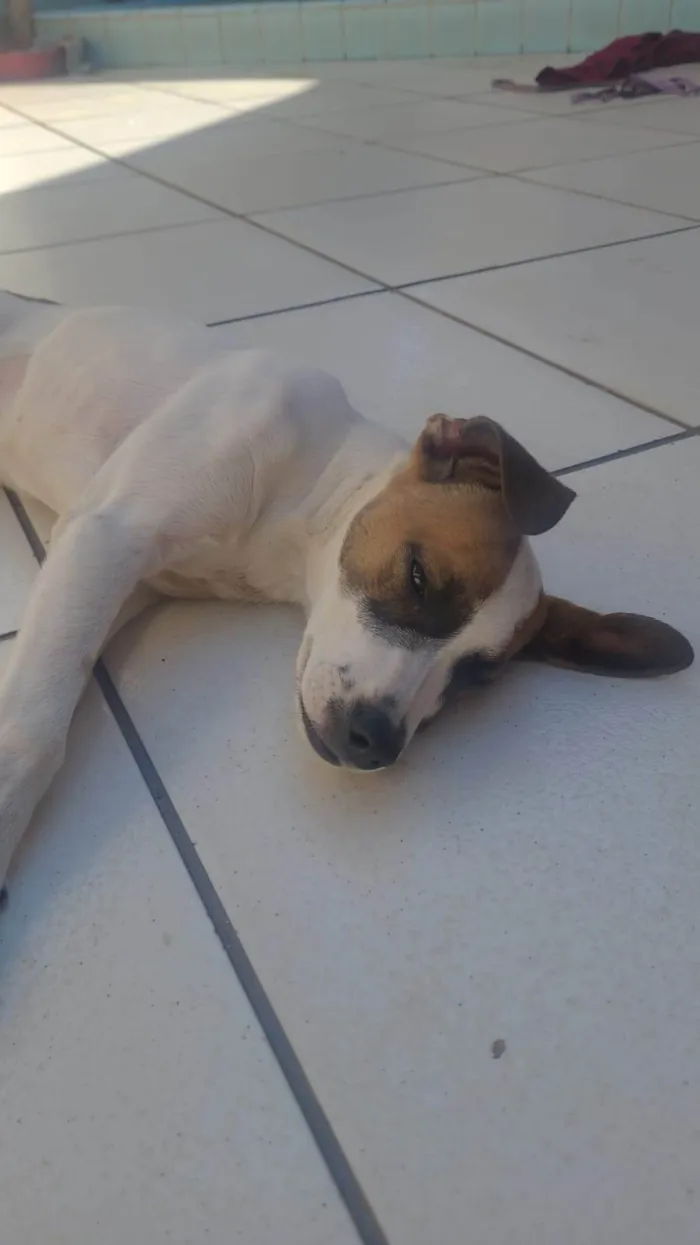 Cachorro ra a SRD-ViraLata idade 2 a 6 meses nome Estrela 