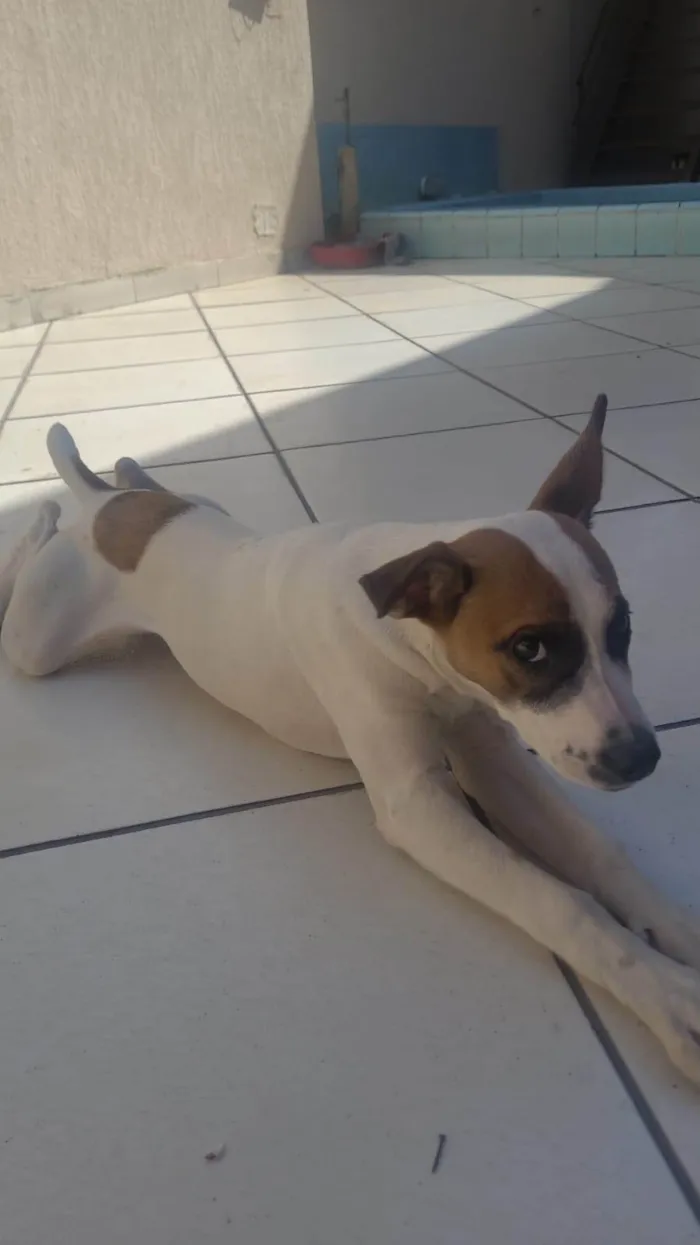 Cachorro ra a SRD-ViraLata idade 2 a 6 meses nome Estrela 