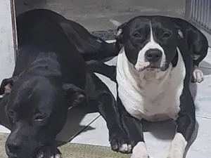 Cachorro raça Pit-Bull idade 1 ano nome Baruk 