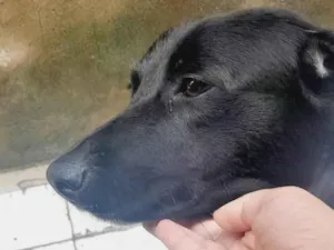 Cachorro raça SRD-ViraLata idade 2 anos nome Princesa