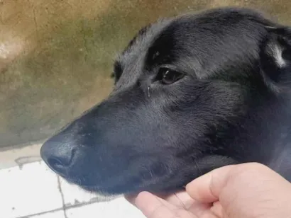 Cachorro raça SRD-ViraLata idade 2 anos nome Princesa