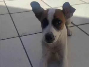 Cachorro raça SRD-ViraLata idade 2 a 6 meses nome Estrela 