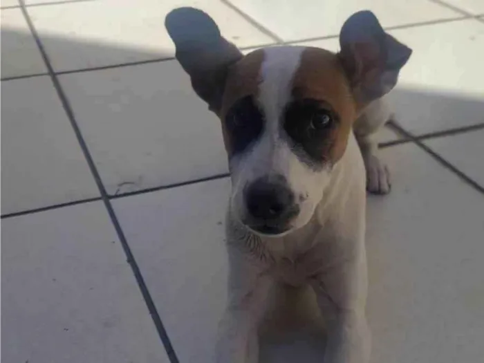 Cachorro ra a SRD-ViraLata idade 2 a 6 meses nome Estrela 