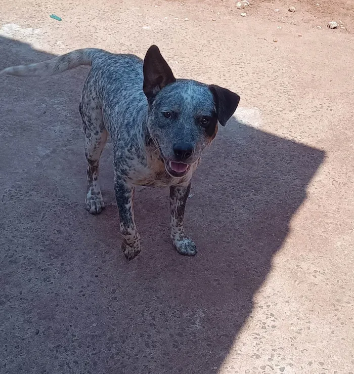 Cachorro ra a SRD-ViraLata idade 7 a 11 meses nome Sem nome 