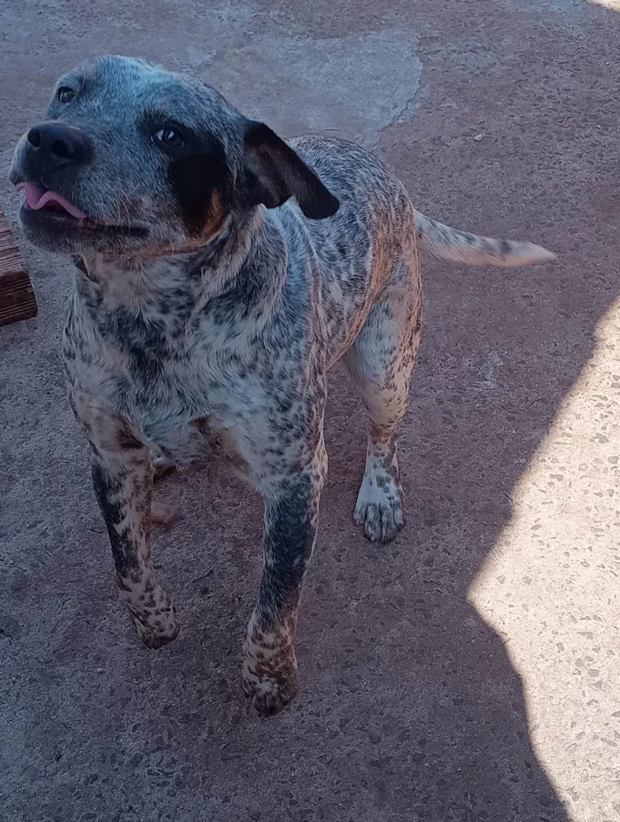 Cachorro ra a SRD-ViraLata idade 7 a 11 meses nome Sem nome 