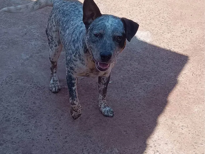 Cachorro ra a SRD-ViraLata idade 7 a 11 meses nome Sem nome 