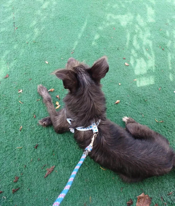 Cachorro ra a SRD-ViraLata idade 1 ano nome Lothus