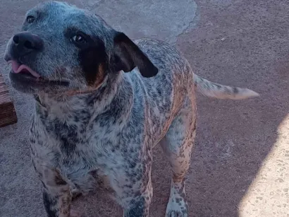 Cachorro raça SRD-ViraLata idade 7 a 11 meses nome Sem nome 