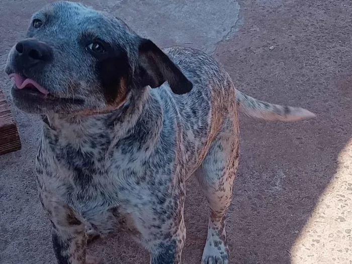 Cachorro ra a SRD-ViraLata idade 7 a 11 meses nome Sem nome 