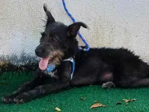 Cachorro ra a SRD-ViraLata idade 1 ano nome Lothus