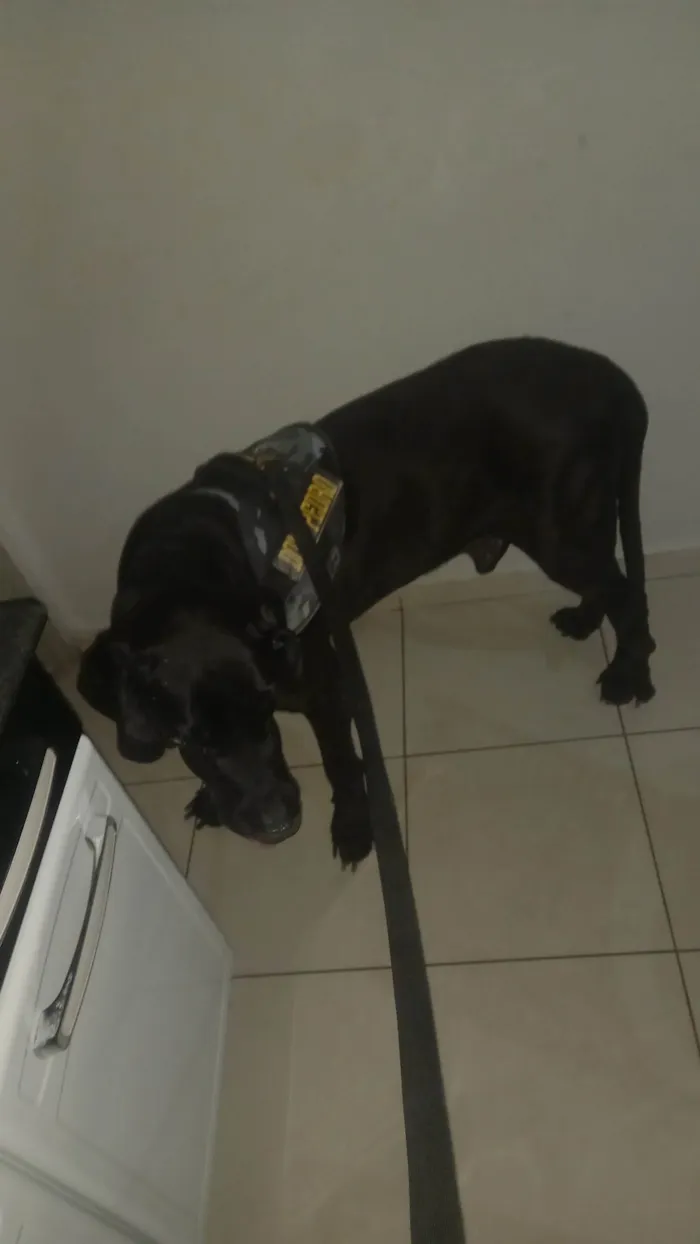 Cachorro ra a Fila idade 6 ou mais anos nome Dom Pedro 