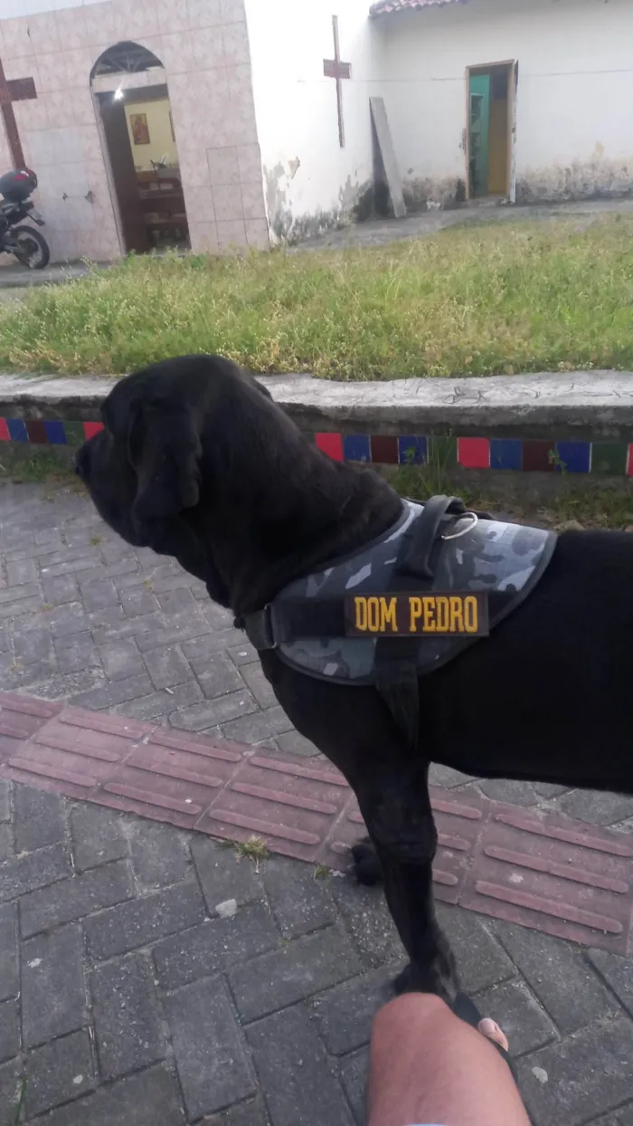 Cachorro ra a Fila idade 6 ou mais anos nome Dom Pedro 