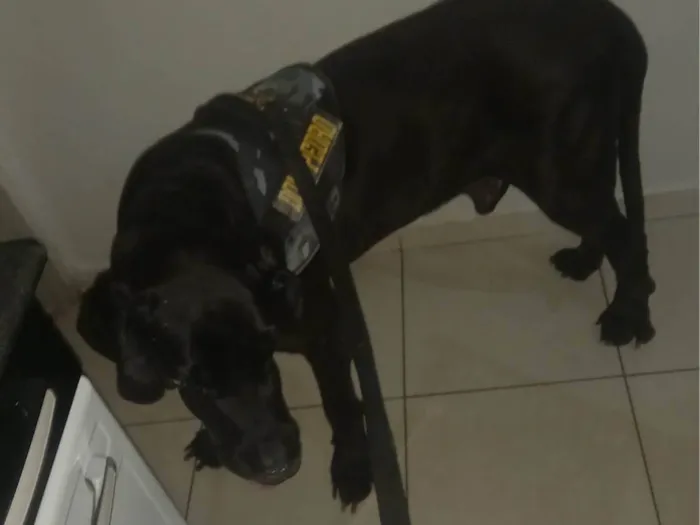 Cachorro ra a Fila idade 6 ou mais anos nome Dom Pedro 