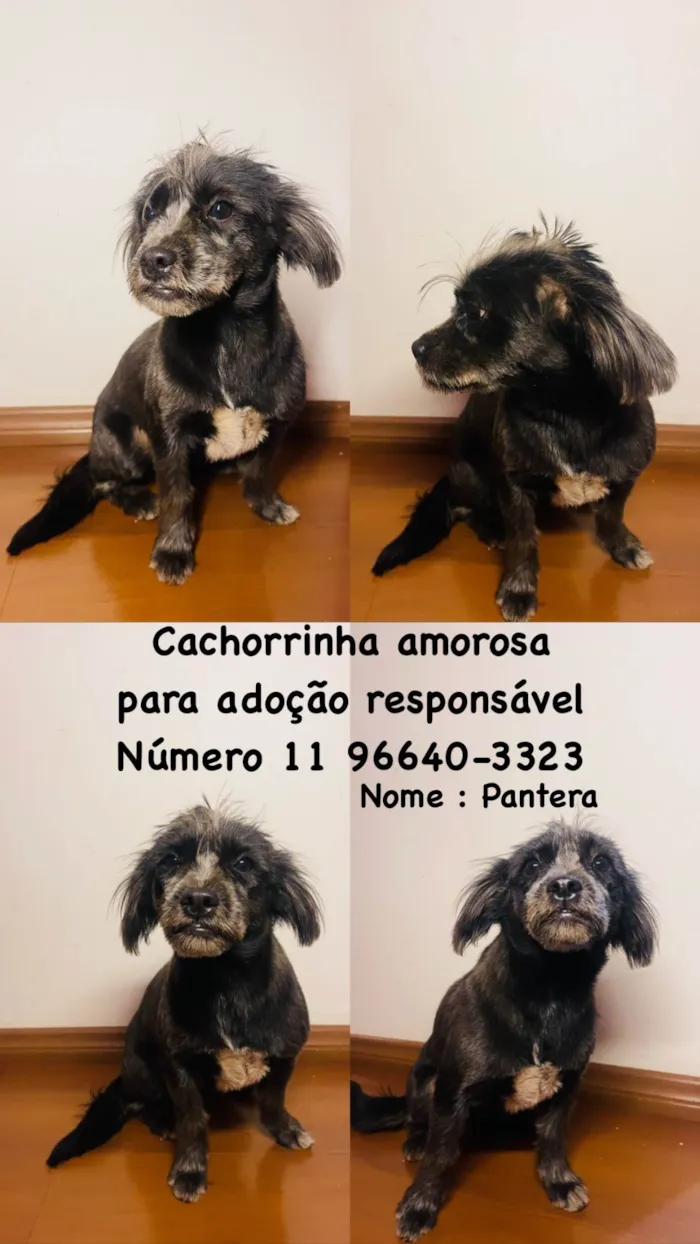 Cachorro ra a Shitzu idade 7 a 11 meses nome Pantera 