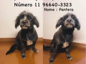 Cachorro raça Shitzu idade 7 a 11 meses nome Pantera 