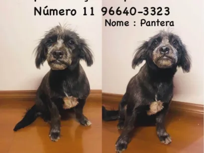 Cachorro raça Shitzu idade 7 a 11 meses nome Pantera 