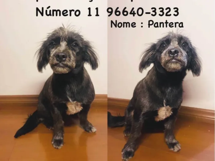 Cachorro ra a Shitzu idade 7 a 11 meses nome Pantera 