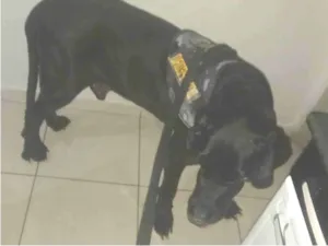 Cachorro raça Fila idade 6 ou mais anos nome Dom Pedro 