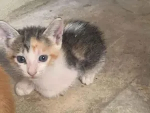 Gato raça SRD-ViraLata idade 2 a 6 meses nome Nina