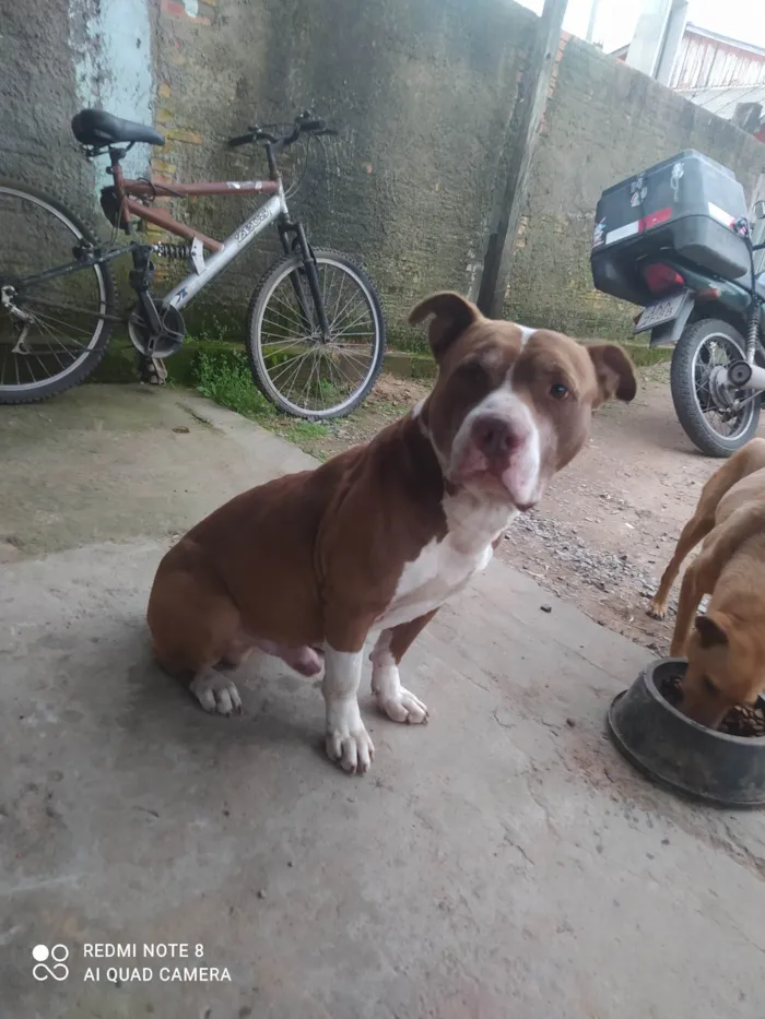 Cachorro ra a Pit-Bull idade 3 anos nome Tanos