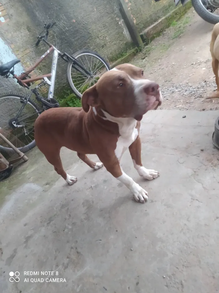 Cachorro ra a Pit-Bull idade 3 anos nome Tanos