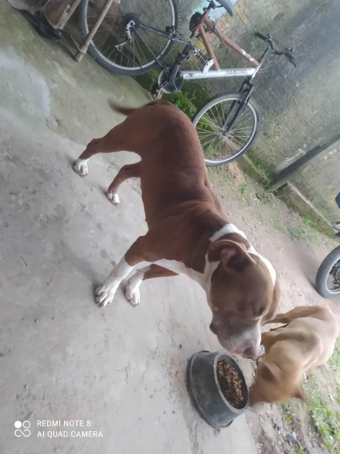 Cachorro ra a Pit-Bull idade 3 anos nome Tanos