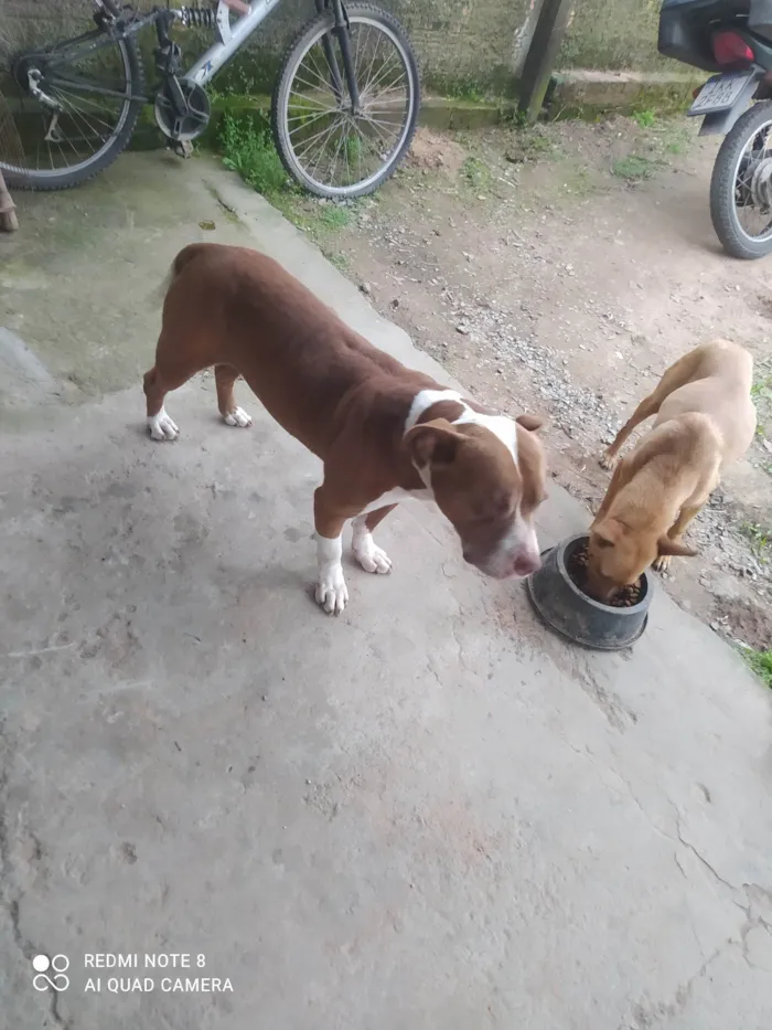 Cachorro ra a Pit-Bull idade 3 anos nome Tanos