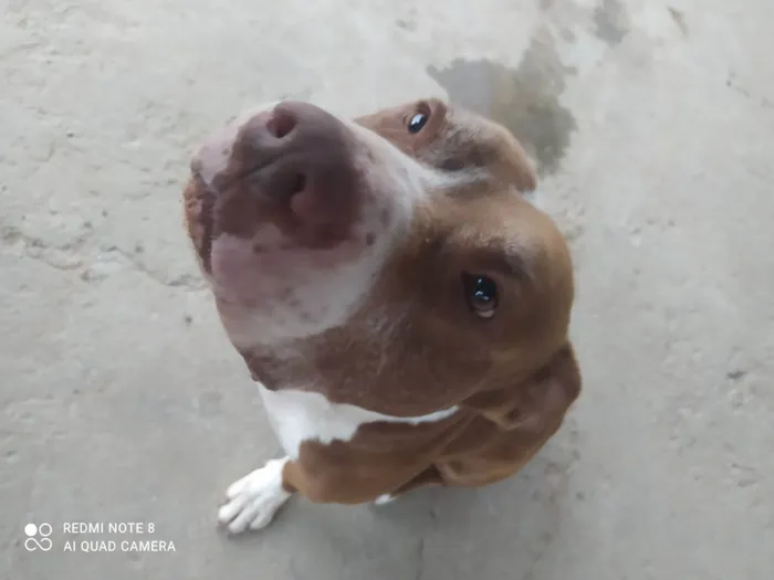 Cachorro ra a Pit-Bull idade 3 anos nome Tanos