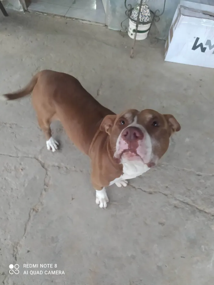 Cachorro ra a Pit-Bull idade 3 anos nome Tanos